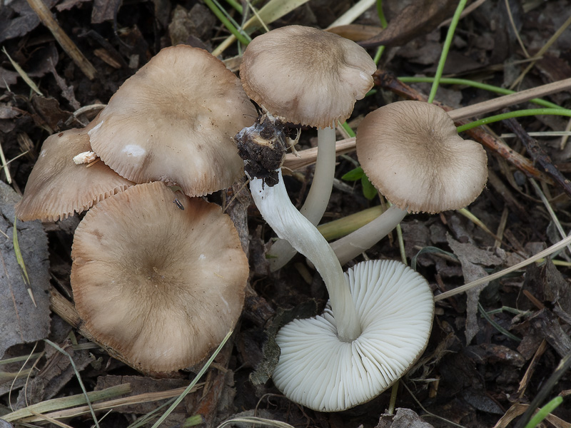 Pluteus nanus